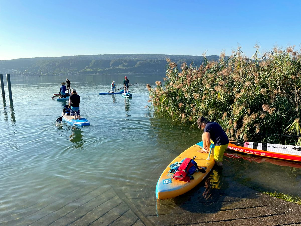 SUP-Boards am schilfbewachsenen Ufer des Untersees